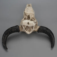 6" Mini Wall-Mounted Resin Longhorn Cow Skull